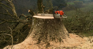 treesurgery